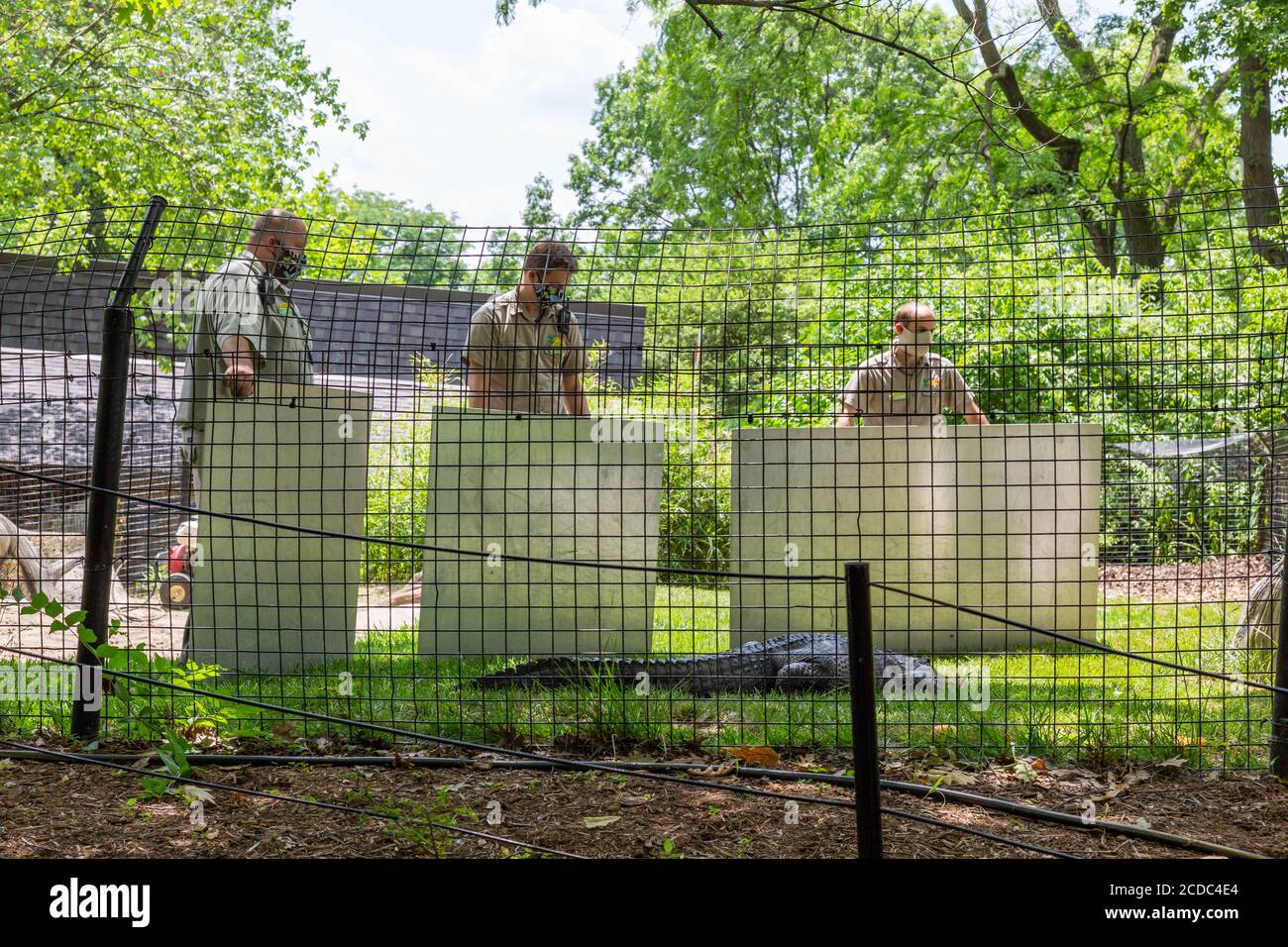 Indossando maschere per proteggerle dal COVID-19, gli zookeeper bloccano un alligatore mentre il suo recinto viene pulito allo zoo per bambini di Fort Wayne Foto Stock