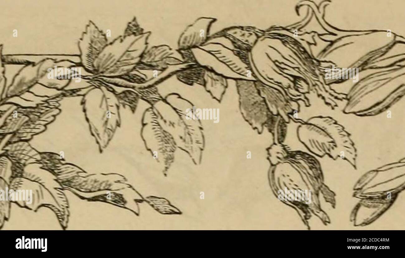 . Letteratura, arte e canto: Melodie di Moore e poesie americane; . RiCHCS 819 i^i. ^ ^ ?.i^^ ^r^ ^^) ^^^ e, lieve come l'ora del matron degli eventi.guarda il fiore che si sta chiudendo, UNA madre ha visto le nostre palpebre vicino.e le ha gettate in puro riposo; poi, ply se una settimana, Un giorno, mi sono soffermato da quella casa lontano, quanto tempo la poca assenza sembrò!quanto luminoso l'aspetto del beamd di benvenuto, come muto avete sentito, con sorriso desideroso, le mie storie di tutto che passd il tempo! Eppure ora, il mio Kate, un cupo mare Rolls largo tra quella casa e me; la luna può tre nascere e die.ere evn che il sigillo può raggiungere il mio occhio, Wliich usato così Foto Stock