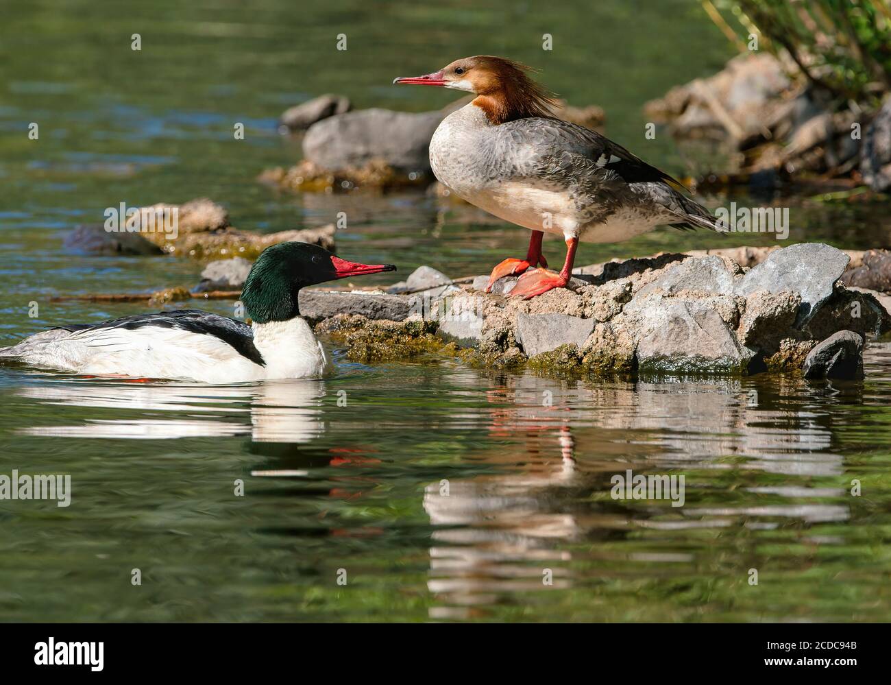 Un closeup di una coppia di anatre Merganser comune riposante da alcune rocce in uno stagno verde acqua. Foto Stock