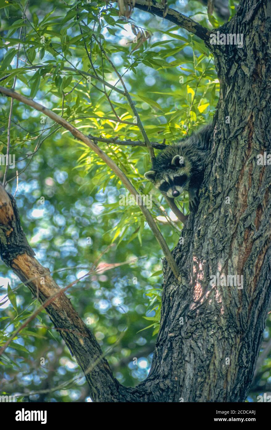 Giovane Raccoon americano (Procyon lotor) in posizione curiosa si aggrappano a Narrowleaf Cottonwood Tree, Lakewood Colorado USA. Da Kodachrome trasparenza. Foto Stock
