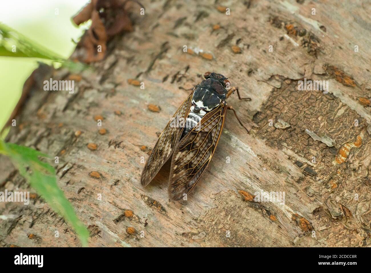 Grande cicada bruna ( Graptopsaltria nigrofuscata ), Città di Isehara, Prefettura di Kanagawa, Giappone Foto Stock