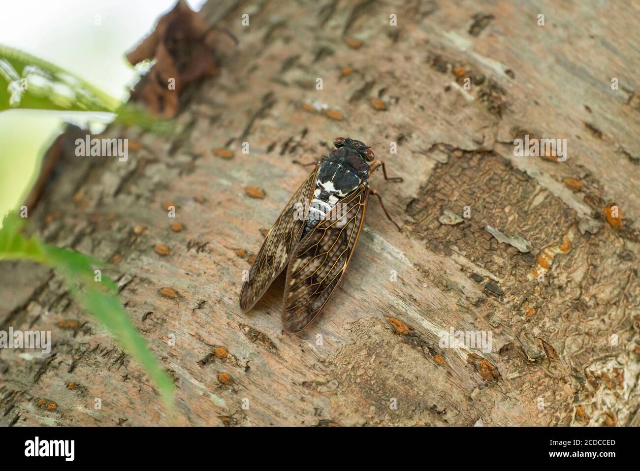 Grande cicada bruna ( Graptopsaltria nigrofuscata ), Città di Isehara, Prefettura di Kanagawa, Giappone Foto Stock