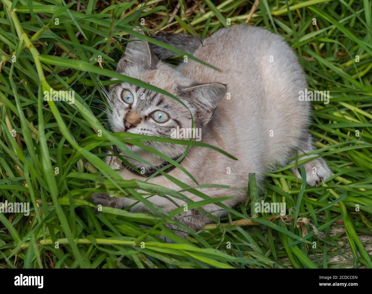 il giovane gatto domestico gioca all'aperto sull'erba in estate Foto Stock