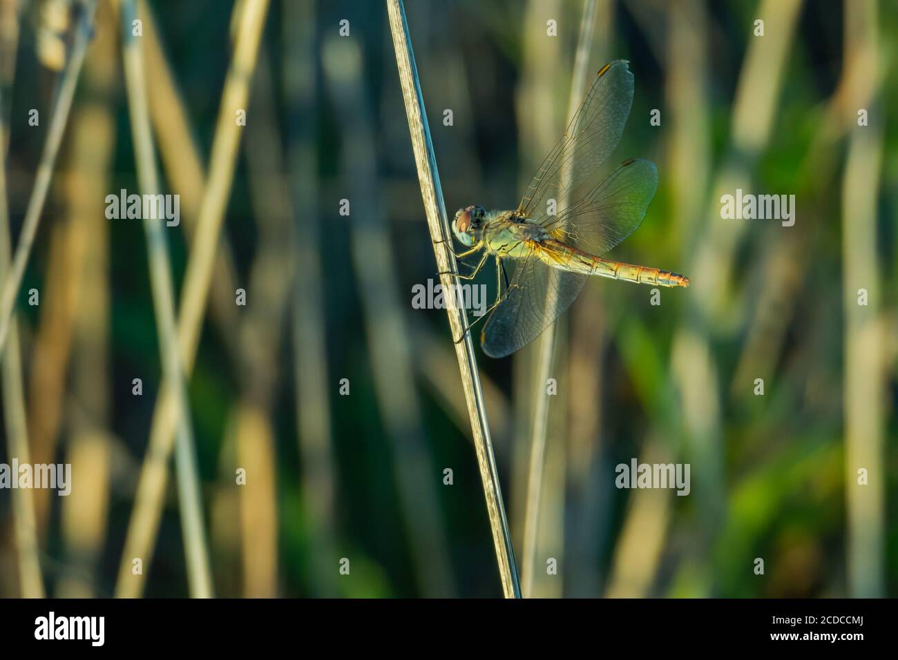Dragonfly libellula aggrappata ad un ramo per resistere al vento all'aperto Foto Stock