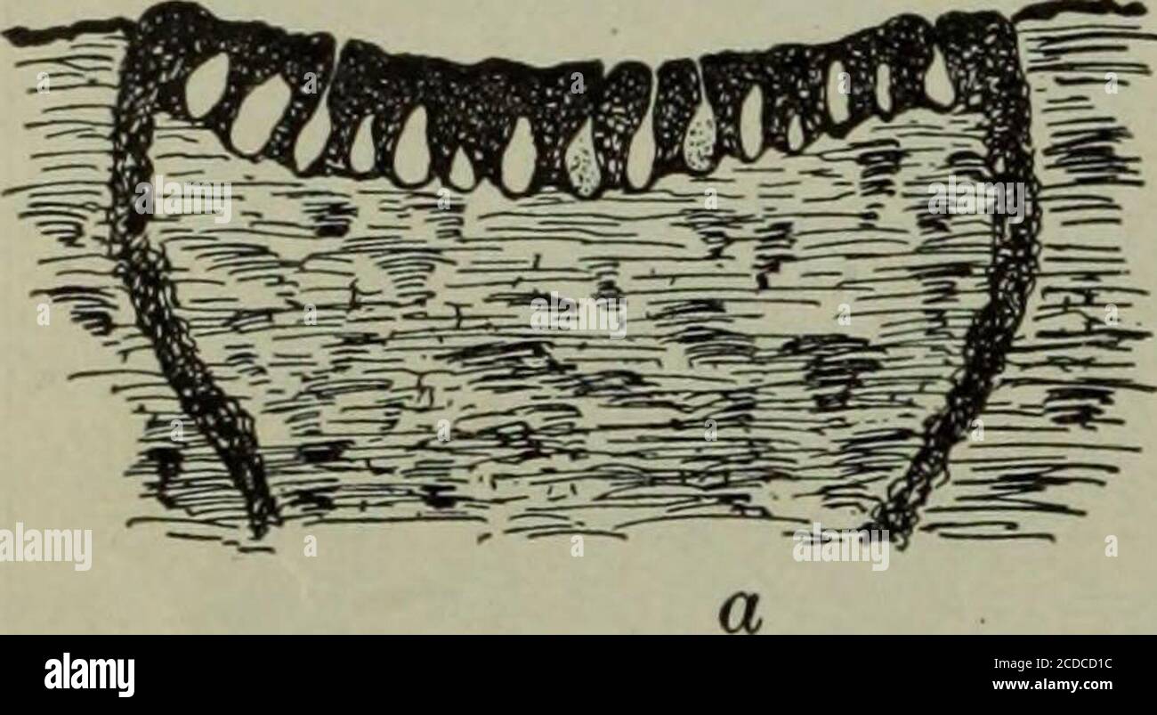 . Malattie fungose delle piante, con capitoli su fisiologia, metodi di coltura e tecnica . Fig. 125. Blister Canker di Apple 284 FUNGOUS MALATTIE DELLE PIANTE. Foto Stock