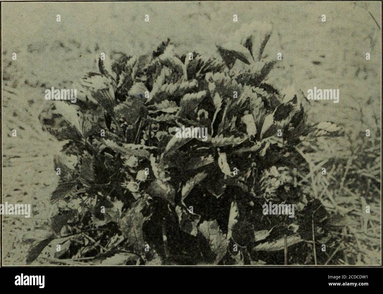 . Malattie fungose delle piante, con capitoli su fisiologia, metodi di coltura e tecnica . Fig. 90. RosK Mildew, Perithecia acido solforico presente da i a 1000 è stato recentemente raccomandato. Non sono stati riportati ex perimetri che rispettino l'uso del calce-zolfo autocotto per la muffa di rosa, ma vi è motivo di credere che in questo caso possa essere molto più efficace dello zolfo. 226 FUNGOUS MALATTIE DELLE PIANTE XXIV. MUFFA DI MELA E CILIEGIA Podosphcera OxyacanthcE (De C.) De Bary Fairchild, D. G. esperimenti nella prevenzione delle malattie delle foglie di NurseryStock. Viaggio. Micologia 7 : 256. 1894. Questo divertimento Foto Stock