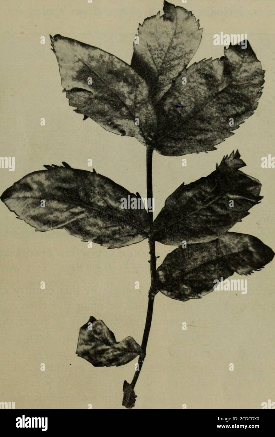 . Malattie fungose delle piante, con capitoli su fisiologia, metodi di coltura e tecnica . Fig. 89. Muffa sulle pesche ASCOMICETE 22 dopo una prima estate umida ho trovato la perithecia abun-dant sulle foglie vecchie all'ombra durante un periodo molto asciutto in latesummer (Fig. 90). Controllo. Spolvero con fiori di zolfo ogni dieci giorni spesso sufficiente. Anche il carbonato di rame ammoniacale è efficace. Fig. 90. RosK Mildew, Perithecia acido solforico presente da i a 1000 è stato recentemente raccomandato. Non sono stati riportati ex perimetri che rispettino l'uso del calce-zolfo autocotto per il Foto Stock