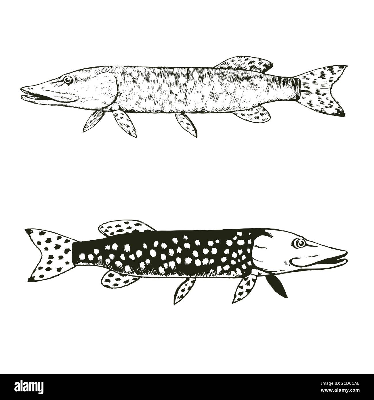 luccio marino - 4 Pesce luccio Immagini Vettoriali Stock - Alamy