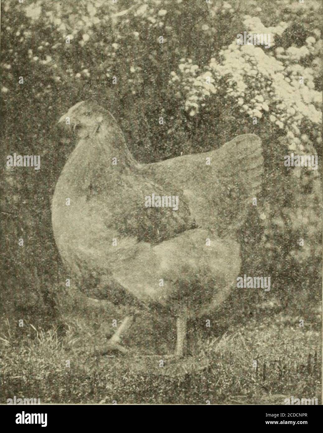 . La Fattoria-pollame . una regola, sterile. Il vetro-acqua è usato estesamente per preservare. E 'stato testato con maggior successo da vari investigatori, e adottato in molti habits.Alaband Lamson, Morse, Yanderleck e altri, uova, quando conservati in buone condizioni, fresco, forse tenuto in acqua-vetro per molti mesi senza mostrare il minimo segno di decomposizione. Essi mantengono l'odore normalovoico, sono palatabili, e possono essere preparati per il thetable in qualsiasi modo, come bollito, scrambled o poachedeggs, per esempio. Il vetro-acqua, o silicato di sodio, ha proprietà antisettiche pronunciate. Furth Foto Stock