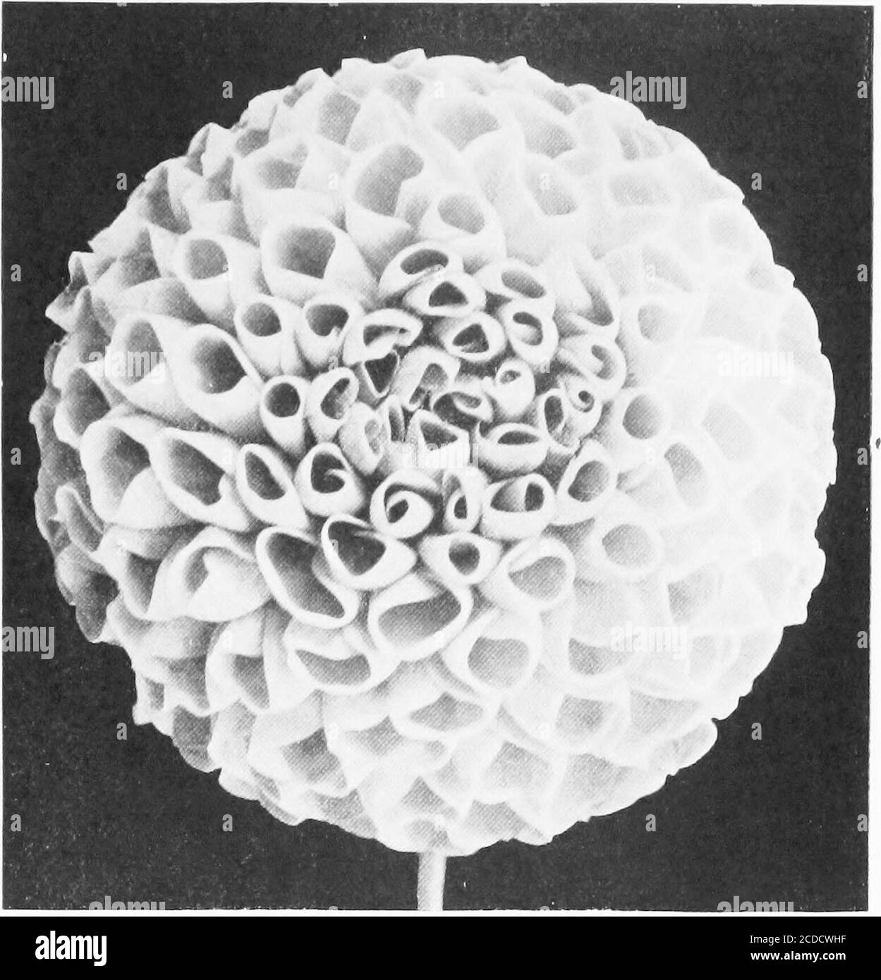 . La dahlia; un trattato pratico sulle sue abitudini, caratteristiche, coltivazione e storia. Petali fresati; la migliore mostra rosa Dahlia.Ammiraglio ScMey - ricco granato, tinta al carminio e bianco a punte di petali.Agent - delicato, rosa morbido. Arabella una delle più belle; molle primrosa, ombreggiato e ribaltato rosa. Arthur le Favor, molto grande, rosso scuro a strisce.Caleb Powers: Rosa Shell; grande e fine. Chas. Lanier molto grande; giallo dorato, ambra ombreggiato. Chieftain - lilla porpora; grande, distinta.Claret Cup - ricco claret, oro con punta.Colonista - rosso corallo, bordo leggero; forma splendida.Daniel Comish - fine t Foto Stock