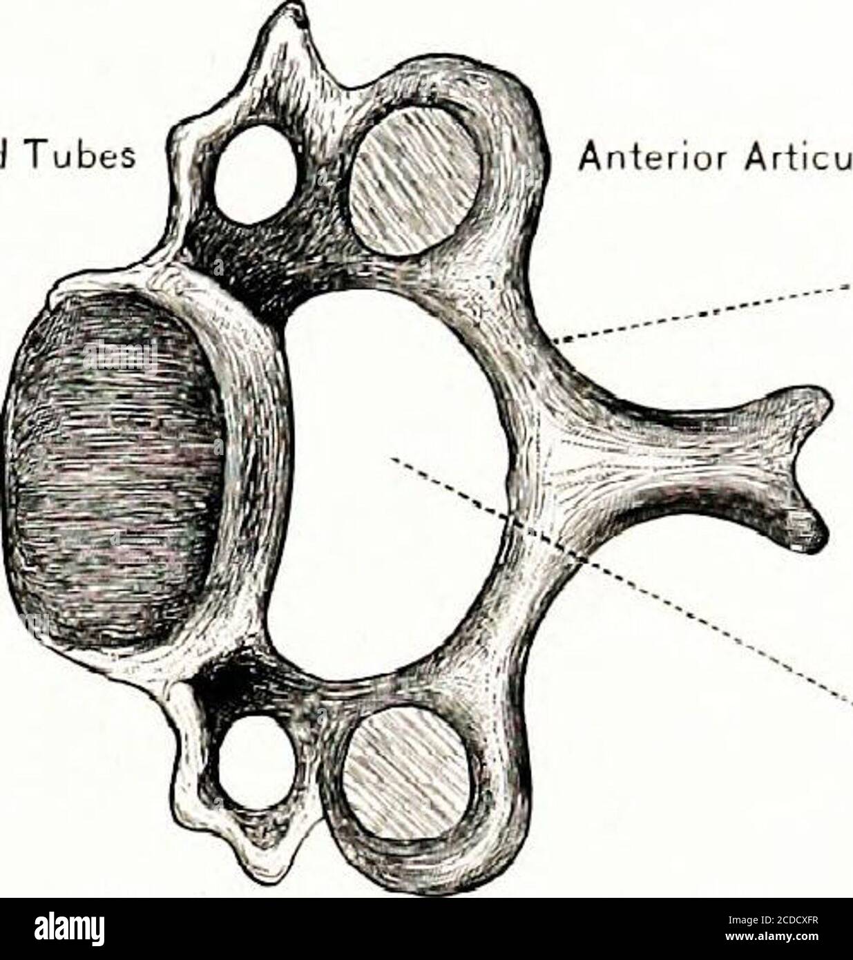 Fisiologia, sperimentale e descrittiva . ArticolaFacet anteriore di  processo per tubercleof Rib processo trasversale processo spinoso Fig. 100.  Vista laterale sinistra della vertebra toracica. (d) i due processi  laterali sono i