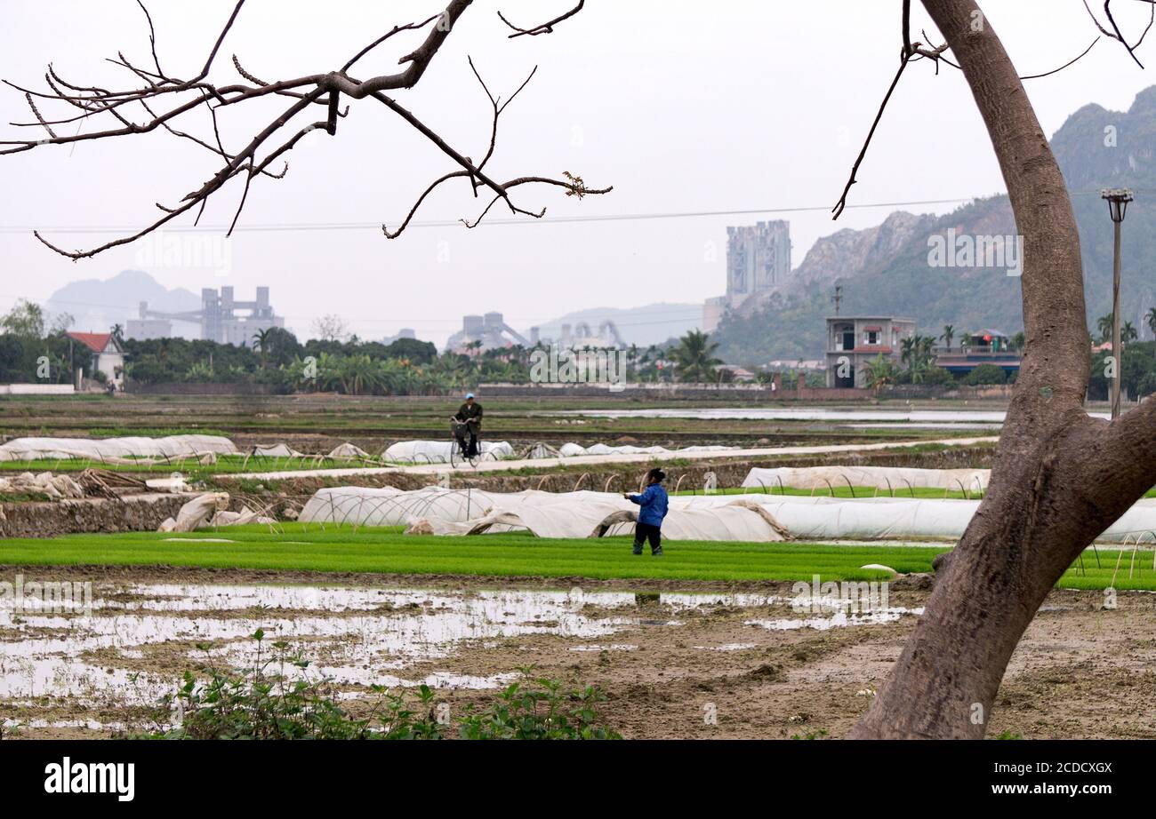 Field, sobborgo di Hai Phong, Vietnam Foto Stock