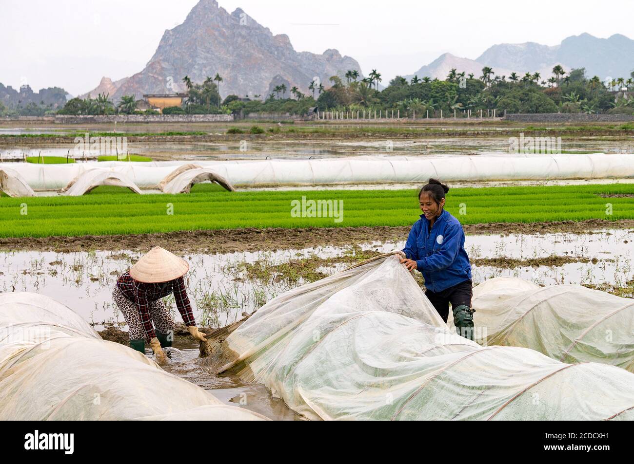 Field, sobborgo di Hai Phong, Vietnam Foto Stock