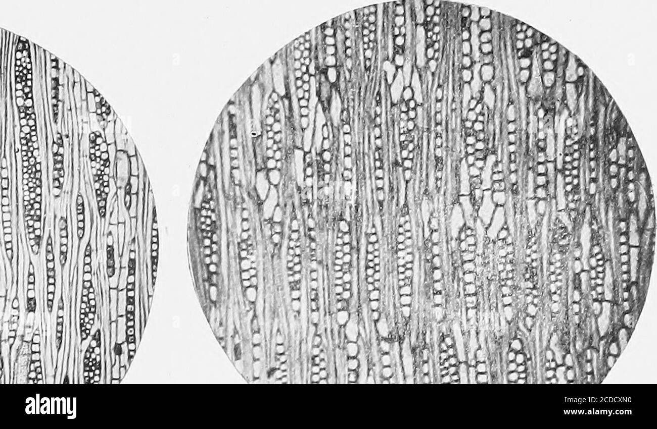 . Identificazione dei boschi economici degli Stati Uniti, compresa una discussione sulle proprietà strutturali e fisiche del legno . Fig. 1 Fig. 2 illli IIP Hll III. Fig. 3 Fig. 4 Foto Stock