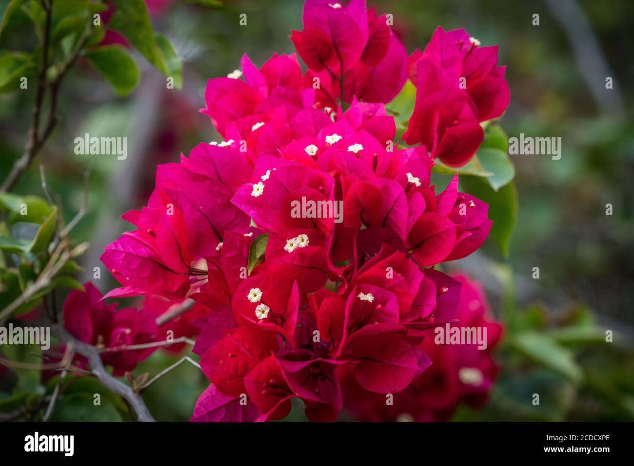 Bougainvillea fiori, genere Bougainvillea, alle rovine del Tulum National Park a Quintana Roo, Messico. Il vero fiore è il piccolissimo yel pallido Foto Stock