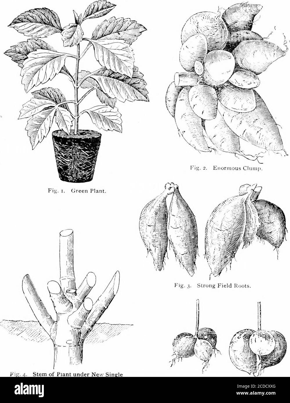 . La dahlia; un trattato pratico sulle sue abitudini, caratteristiche, coltivazione e storia. Roadcasting e aratura o spading in agood cappotto di concime ben marcio. Troppo stress non può essere posto sulla completa preprazione del suolo, in quanto non solo permette alle radici di scendere in profondità dopo l'umidità più reilyduring tempo secco, ma permette un buon drenaggio durante le piogge eccessive. Avendo preparato le soilas sopra, contrassegni verso l'esterno le file quattro piedi distanti e sei - otto pollici profondi e pianta le radici fromeighteen pollici a tre piedi separati nella fila, secondo come desiderate una fila solida o specim Foto Stock