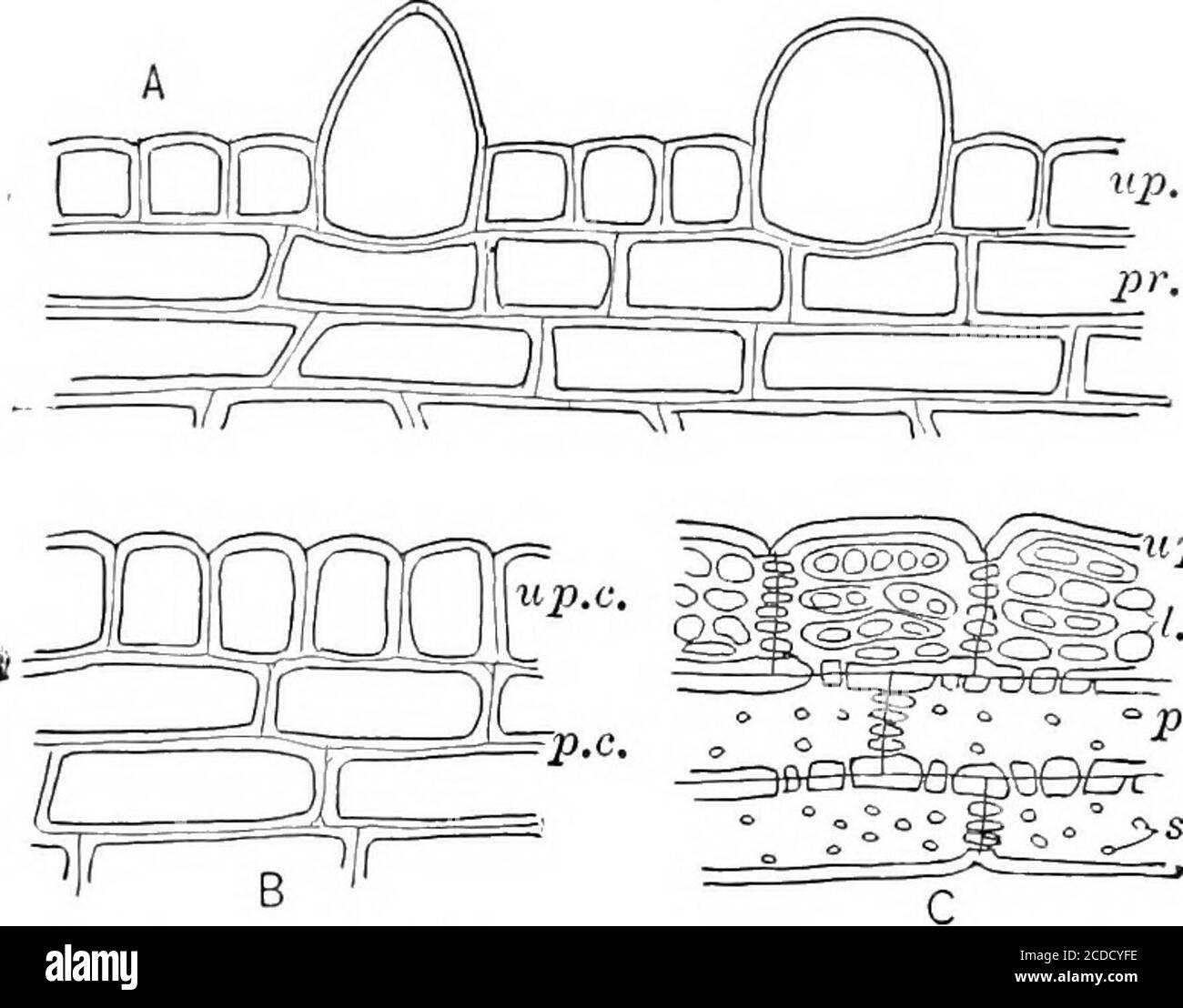 . L'identificazione dei boschi economici degli Stati Uniti, compresa una discussione sulle proprietà strutturali e fisiche del legno . è stata semplicemente persa dal piano di sezione. Questo ampha-sizes l'importanza di fare le sezioni trasversali esattamente ad angoli retti all'asse di crescita e le sezioni radiali quasi come possibile parallele ai raggi. 24 LEGNI ECONOMICI DELLA larghezza e della distribuzione DEGLI STATI UNITI, ed anche il contorno in sezione trasversale delle celle componenti (piastra III, Fig. 1; piastra IV, figg. 3, 4; plateVI, figg. 3, 4, 6). Le celle a raggi sono generalmente allungate nella direzione radiale. Foto Stock