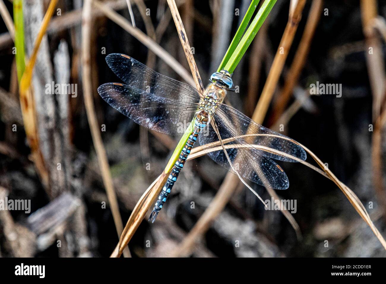 Dragonfly a riposo Foto Stock