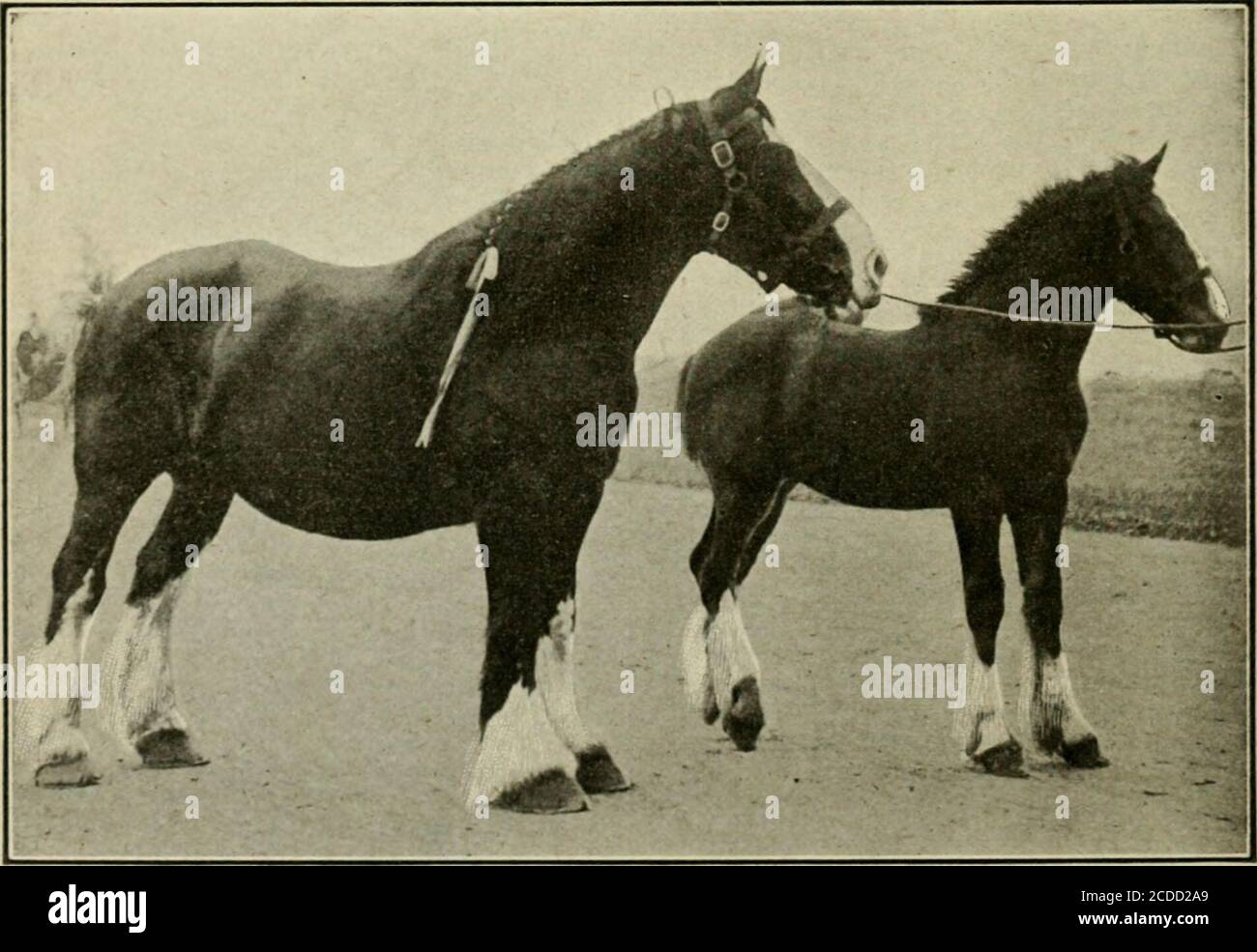 . Ontario Sessional Papers, 1916, No.38-46 . Standard-Brosso. Bood Mare e Foal. 92 1916 LE SOCIETÀ AGKICULTURAL. 93 SOVVENZIONI LEGISLATIVE A SOCIETÀ AGRICOLE CHE HELID FIELDCROP SI È CONCORRENZA IN IM. - CONTINUA. Buccia: Albion & Bolton 50 00 Peel 50 00 Toronto Tp 50 00 Pebbth: Elma 50 00 Fullarton, Logan & Hibbert .. 50 00 Kirkton 150 00 Peterborough : Otonabee 50 00 Peterborough Industrial 50 00 Pbescott: Alfred 50 00 Principe Edoardo: Ameliasburg 50 00 Principe Edoardo 50 00 Sophiasburg 50 00 Raixy River: Rainy River Valley 150 00 Renfrew: Arnprior 50 00 Cobden 150 00 North Renfrew 150 0 Foto Stock