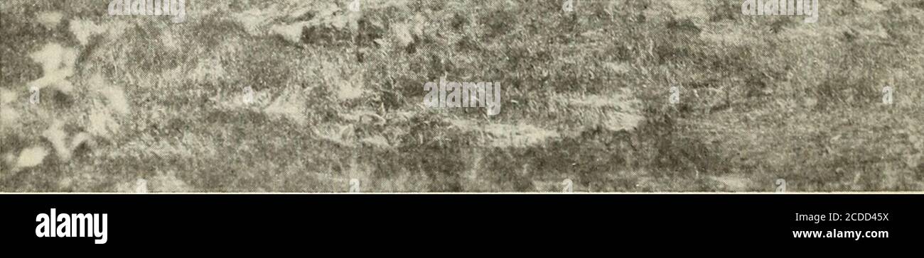 . Suoli del New Jersey meridionale e loro usi. Prevalenti aree dei suoli di sabbia bianca della serie Lake-wood (fig. 4). Questi suoli sono normalmente troppo porosi per ristainasufficiente umidità per la produzione di fiocco o di speciagroms. L'esperienza ha dimostrato che il territorio era meglio rimanere intwood. Le zone paludose della marea (fig. 5), d'altra parte, sono toowet in condizioni normali per permettere la produzione di raccolto ed è solo nelle zone ristrette, dove la dieta e il drenaggio sono stati in-stalled, che queste zone sono usate per produrre le colture di qualunque genere.dove sono state rigenerate, colture di Foto Stock