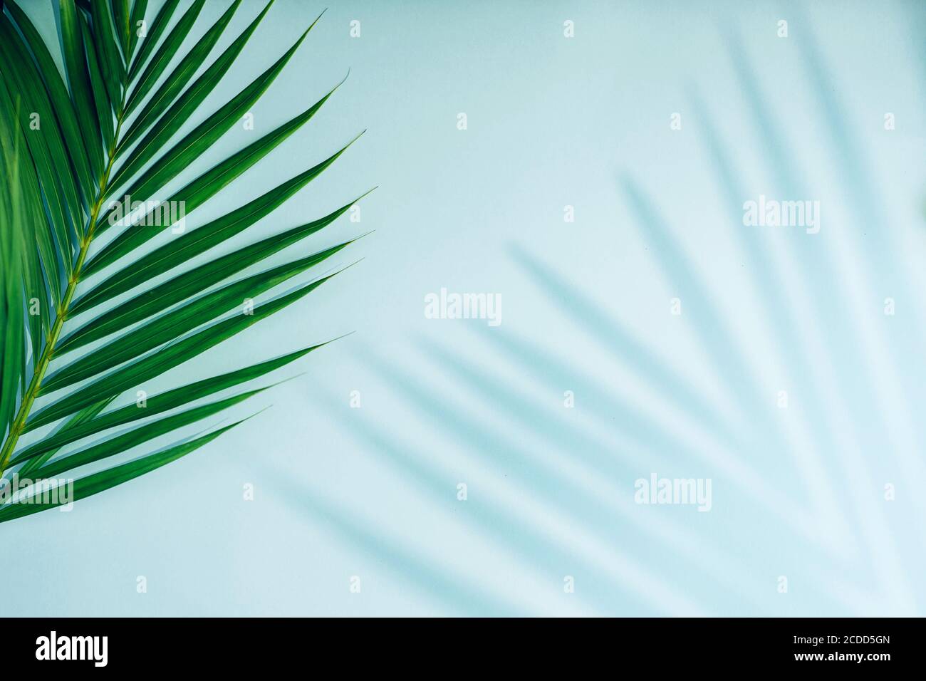Foglie di palma tropicali con ombra su sfondo blu. Natura minima. Stile estivo. Disposizione piatta. Spazio libero per la copia del testo. Foto Stock