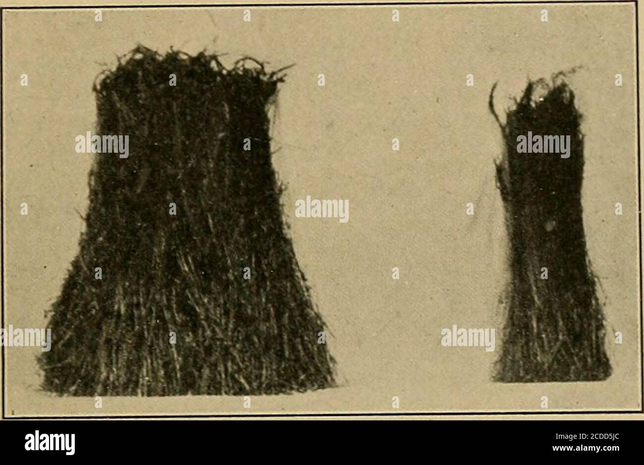 . Concimi e concimi; un testo-libro per gli studenti universitari e un lavoro di riferimento per tutti gli interessati agli aspetti scientifici dell'agricoltura moderna . nts. E' stato anche dimostrato che questa conditionepoteva essere corretta con carbonato di sodio, potassio car-bonato, magnesia caustica, carbonato di calce, calce ardesata, calcio ossalato, e calcio acetato, ma che quando le thesebasi erano combinate con clorina o acido solforico, theywere solitamente di nessun valore pratico come correttivi della consegna. Verso la fine dello stesso decennio gli esperimenti di Voelcker a Woburn, Inghilterra, in cui occasionale inferiorità di Foto Stock