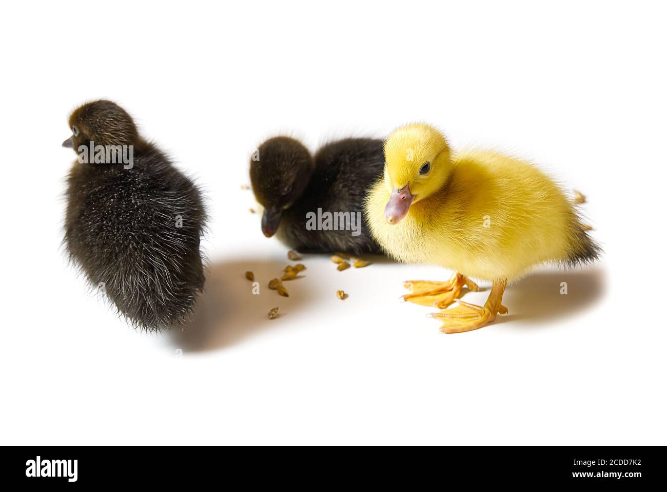 Anatroccolo giallo e marrone su sfondo bianco. Foto Stock