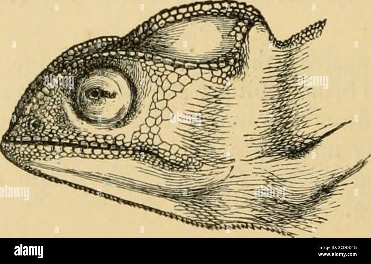 . Gli Annali e la rivista di storia naturale; zoologia, botanica e geologia . dall'apice dell'occipito al centro del tempio. Dilepis. 14. Chamjeleon dilepis, Leach; Grigio, Cat. B. M. 266; A.Smith, Zool. S. Africa, App. 3; A. Dum. Arch, du Mus. vi. t. 22.f. 8 (non buono). B.M. 0. Bilobus, Kuhl; Fitz. Sist. REPT. 41. Cresta dorsale di una singola serie di scale coniche corte; scale di corpo coniche, convesse; di testa e fronte piatte, più grandi. Negli spiriti, marrone bluastro, una breve striscia bianca ad angolo di bocca, e una banda bianca dall'ascella lungo i lati del ventre, eun altro sopra la cenere Foto Stock