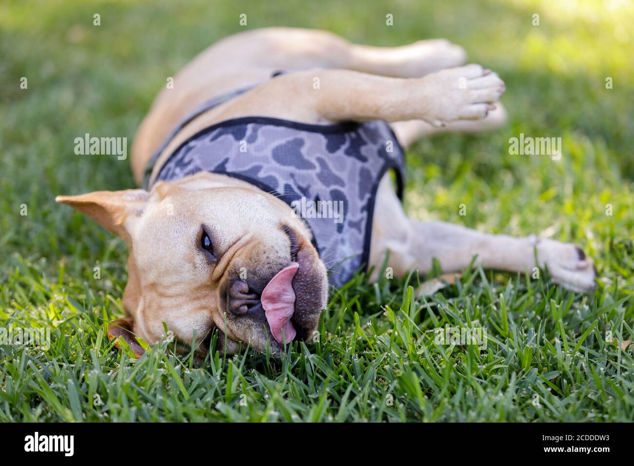 Frenchie sdraiato sul fianco e rilassante sull'erba. Foto Stock