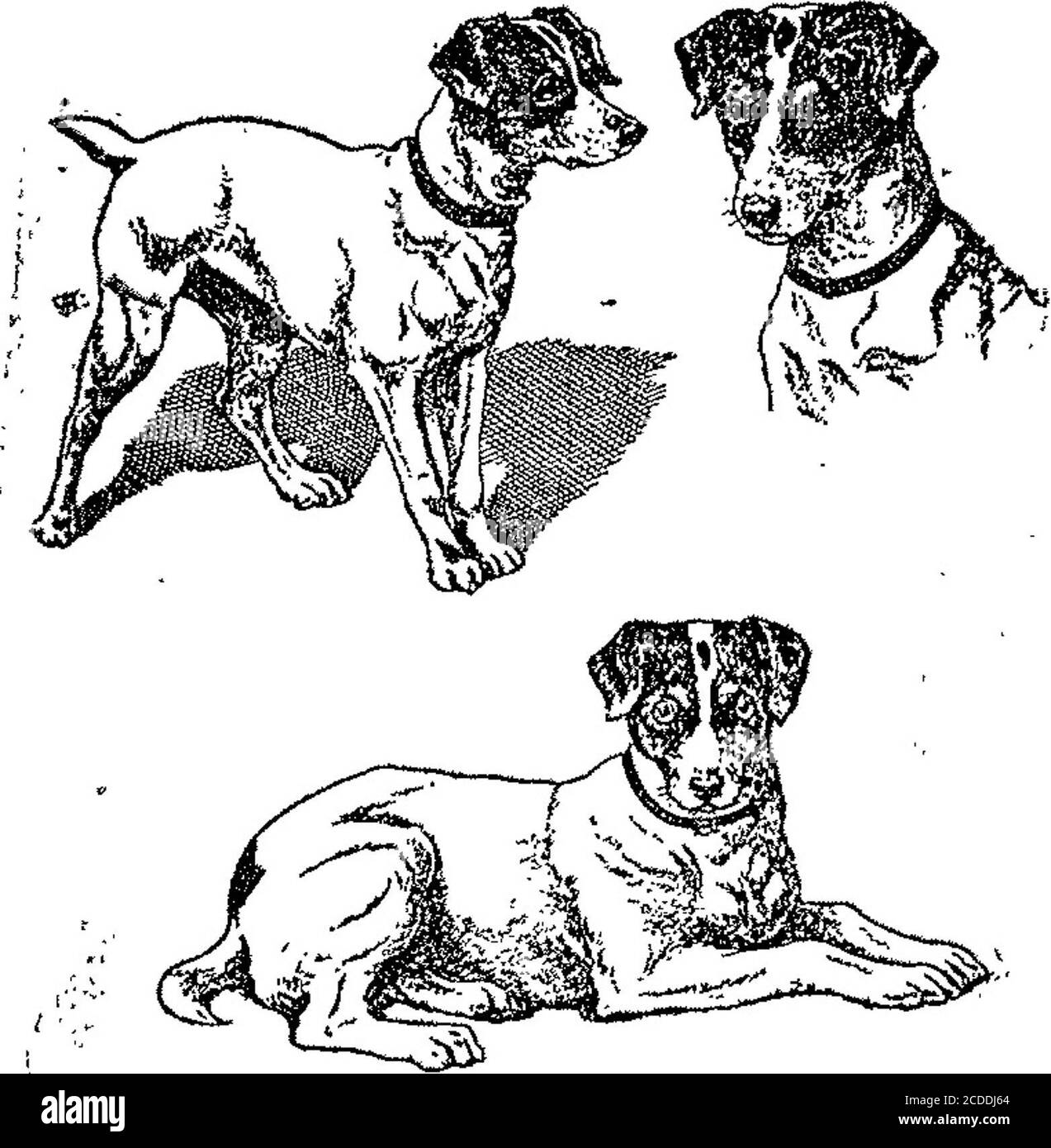 . Boletín oficial de la República Argentina. 1904 1 a sección . Marzo 8 de 1904.-Alfredo T. Thomsen.-Distinguir los artículos de la clase 9.San Martín 284. v-15-Marzo. Marzo 12 de 1904.-Adolfo Mantels y Cía,Distinguir los artículos de las clases 8,16 á 20, 24, 25, 28, 35, 42; madera, clase2; ebanistería y muebles, clase 36; pince-lera, clase 43; lonas, arpilleras y tejidosclases 44 á 47, v-19-Martazo boletín N 15091». 13.863 Aeta!tf° *3.3033 J *,«.» LOS ROTERBS -Noviembre 21 de 1903.-H. W. Roberts y O.-Distinguir los artículos de las clases -44 ágS2 y;55 (sostituida). B. Mitre 359 Foto Stock