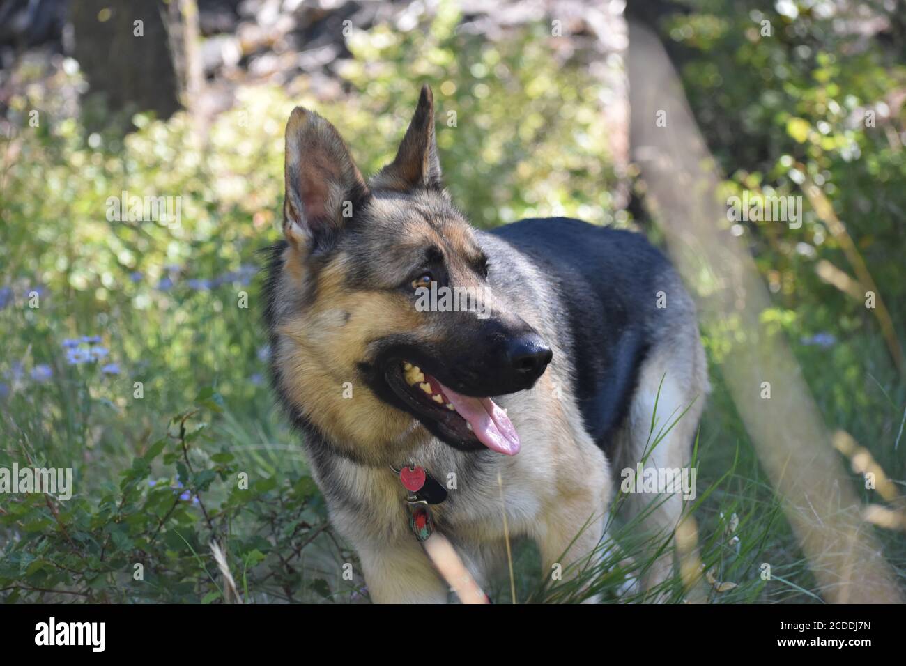 Pastore tedesco sorridente al sole Foto Stock