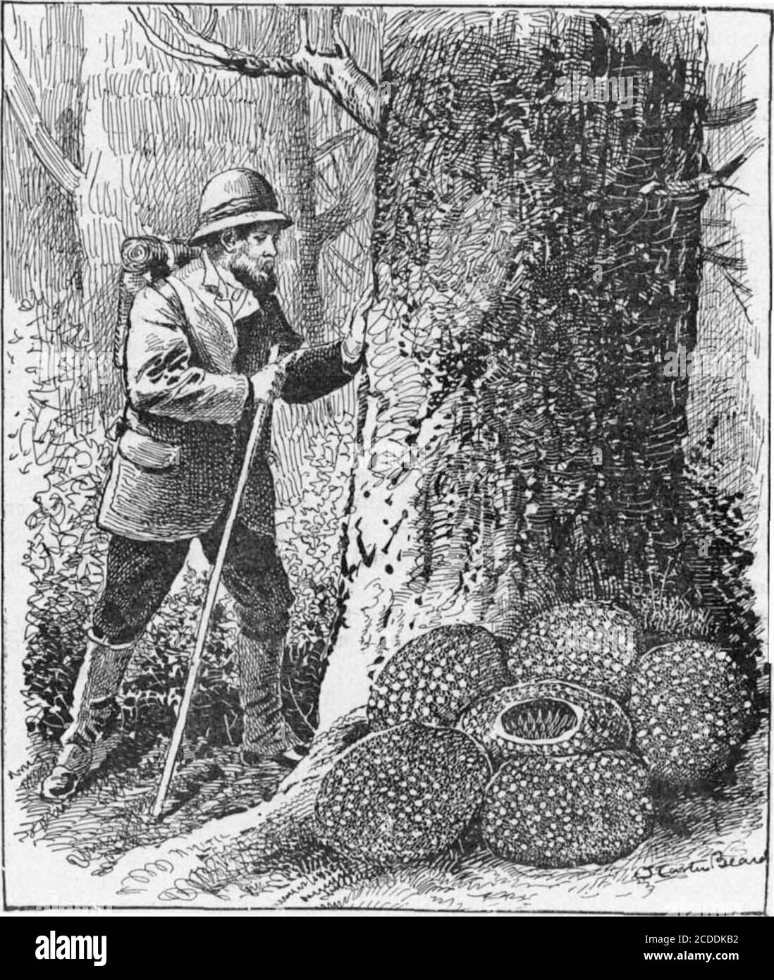 . Volume americano scientifico 86 numero 14 (aprile 1902) . selezionato che aveva ma una littis molto honeyin esso. In questo fu fatto un grande foro, che il beereturning con il miele certamente notò, per il sheanded giù al fondo della sua cella, e non onlyesaminò attentamente l'apertura, ma ne sentì gli edgescon le sue antenne e li spinse attraverso di essa. Didshe allora, come potrebbe naturalmente essere supposto, lo arresti up?not affatto. Fare così sarebbe quello di dimostrare falso allthe tradizioni della sua razza - essere una partenza da usi teimmemoriali dei calicodomi, e intro-duce un nuovo e un elemento inquietante in Foto Stock