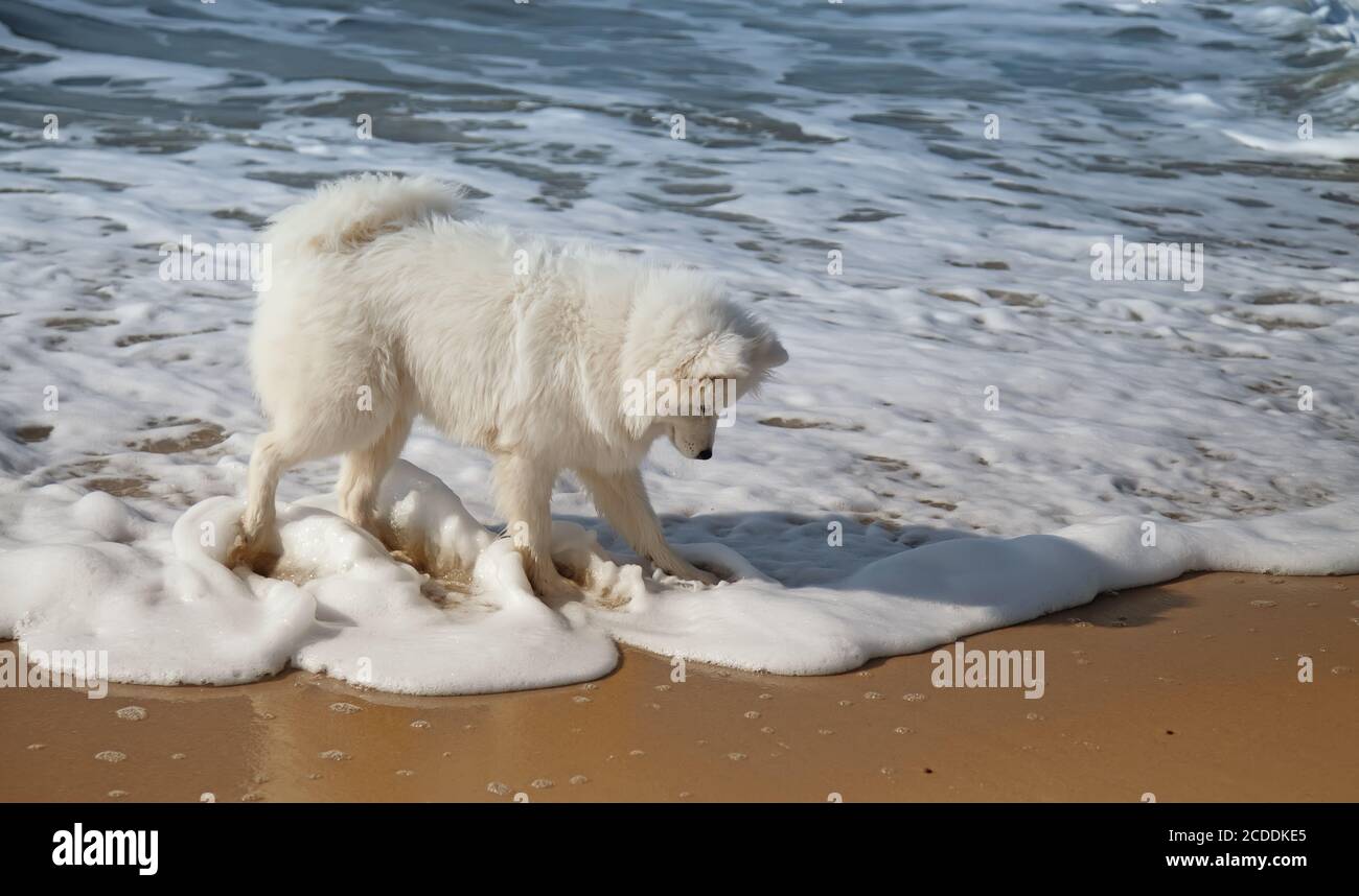 cane samoyed in piedi sulla spiaggia Foto Stock