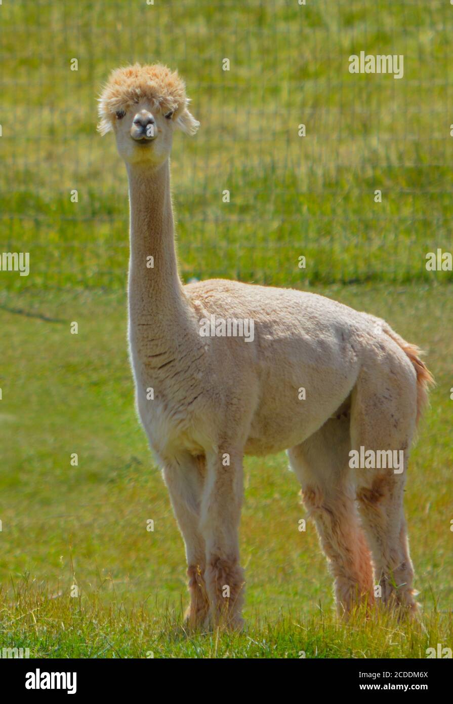 Llama sono del Sud America. Dalla famiglia dei cammelli e sono animali  molto sociali con lana molto morbida. Si trovano in una fattoria in  Colorado Foto stock - Alamy
