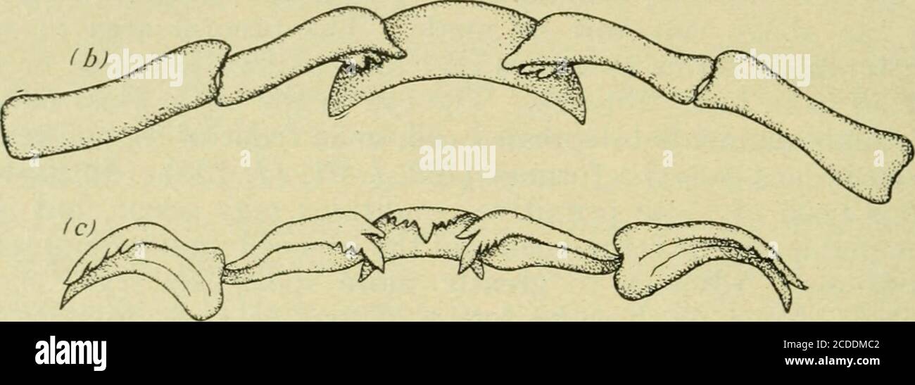 . Le cause e il corso dell'evoluzione organica; . Fig. 24-Vista comparativa di lastre masticatorie da (a) un rotifero, (b) amollusk Dentalium e (c) un mollusco gasteropode Vermetus. Ma più ulteriormente in alcuni Rotifera, per esempio, Philodina, ci è amultitude di creste minute parallele ai denti. Thesewe suggerirebbe sono i primi inizi della radula elaborata asteropodosa o nastro dentato. Ora nella radula di molti molluschi si può veramente dire che ogni fila radulare di denti è una ripetizione vegetativa, in aspetto e posizione, dei denti temasticatori. Per il confronto con la Fig. 24 a da un rotifero, con una fila di Foto Stock