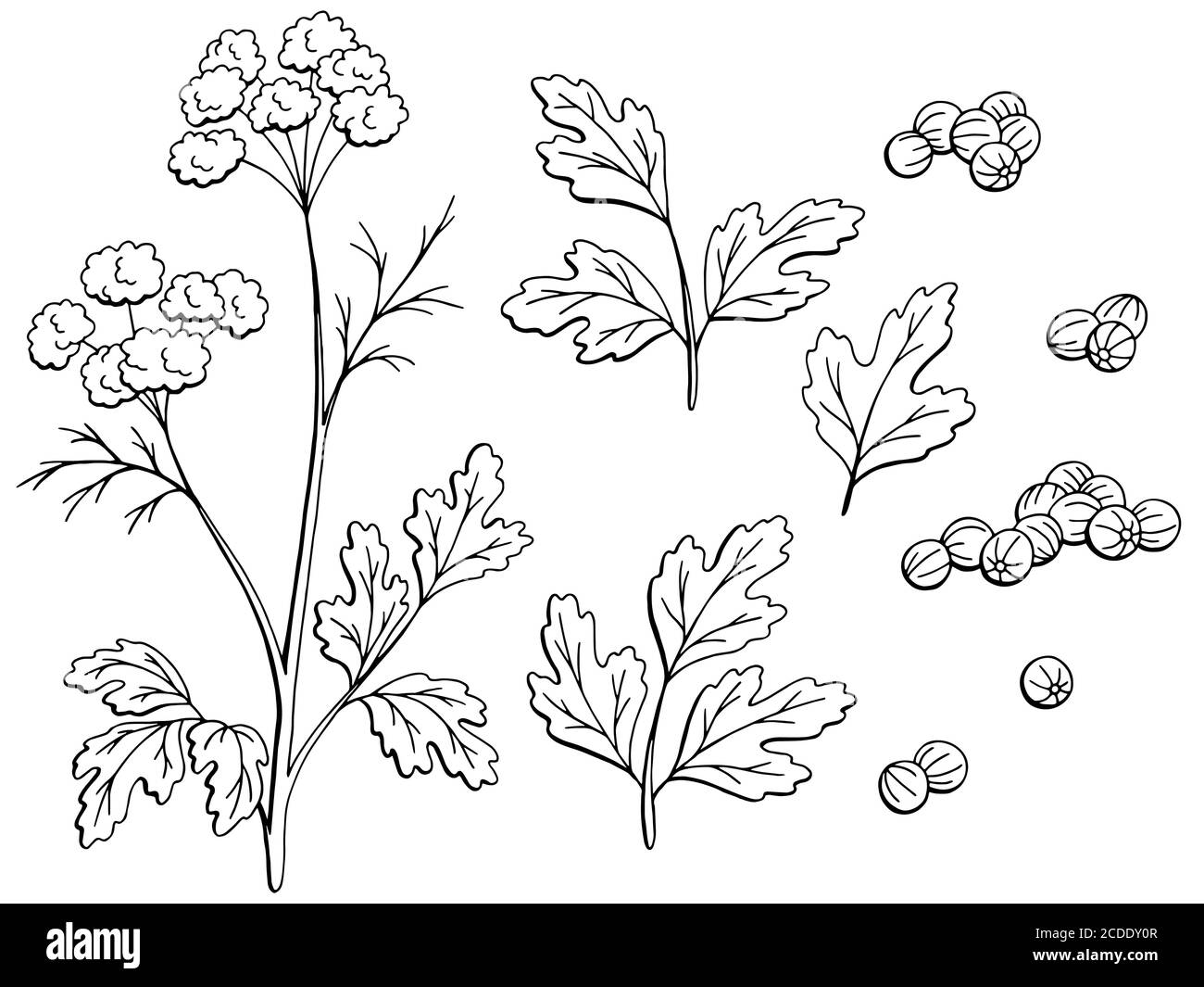 Coriandolo coriandolo pianta grafica nero bianco isolato schizzo insieme  illustrazione vettore Immagine e Vettoriale - Alamy