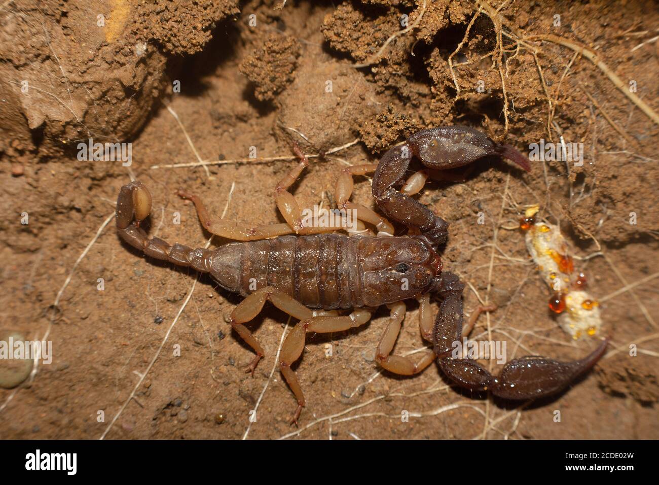 Euscorpuis sp., comunemente chiamati piccoli scorpioni di legno. Corbett, Uttarakhand, India Foto Stock
