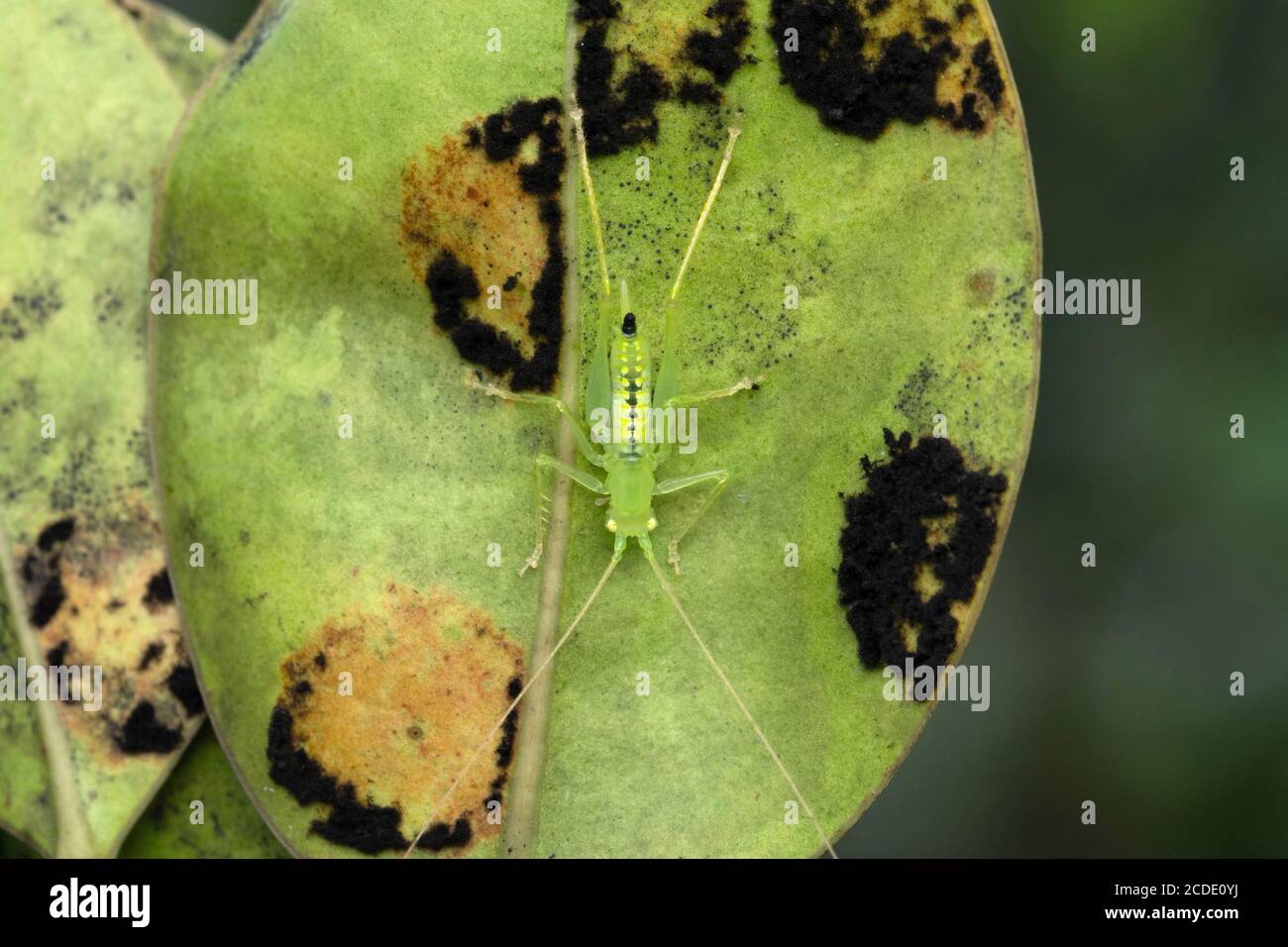 Cricket di alberi nevosi , Oecanthus fultoni, Satara, Mharashtra, India Foto Stock