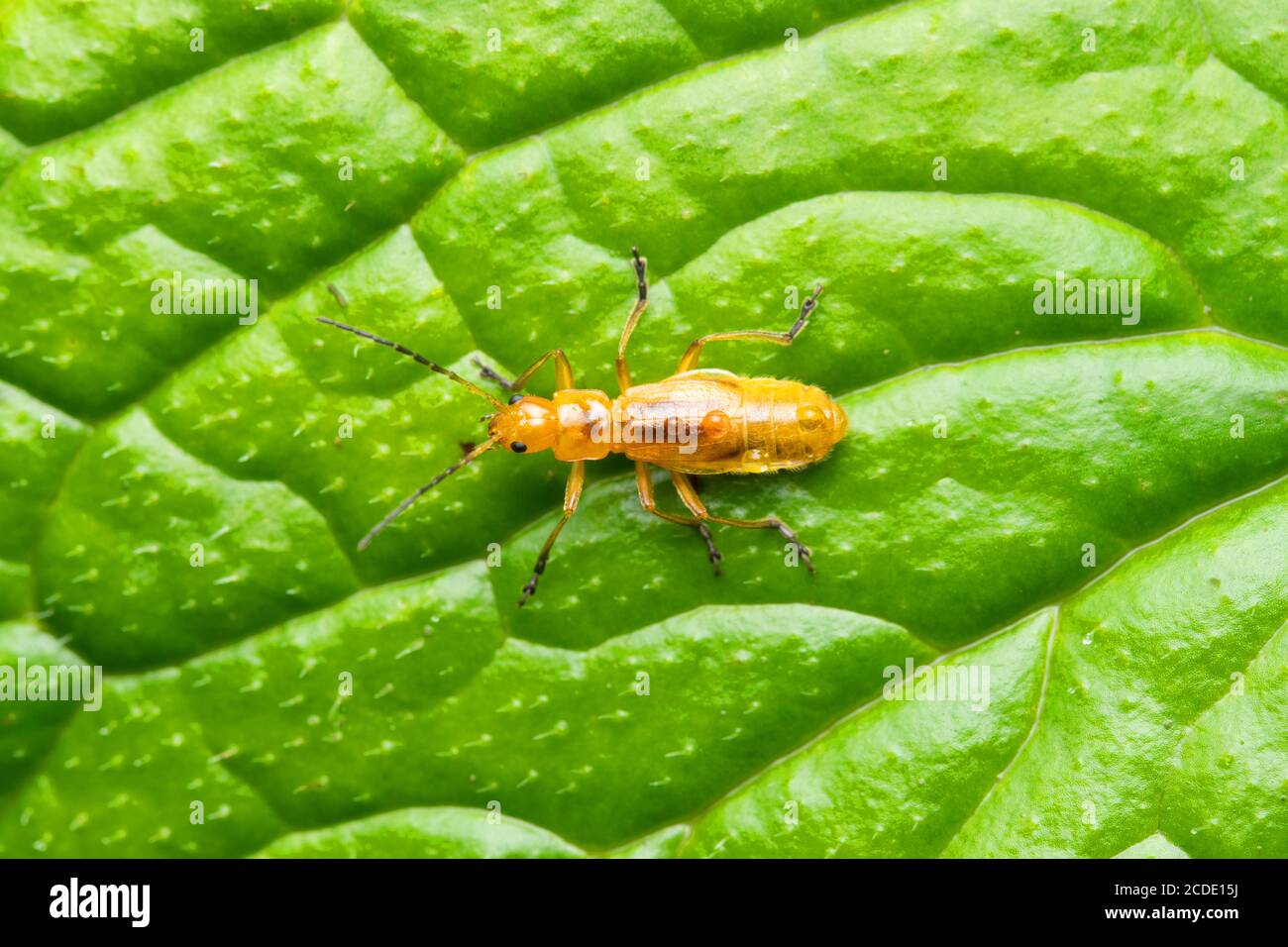 Ninfa di comune soldato rosso fetle, Thagonycha fulva, Satara, Maharashtra, India Foto Stock