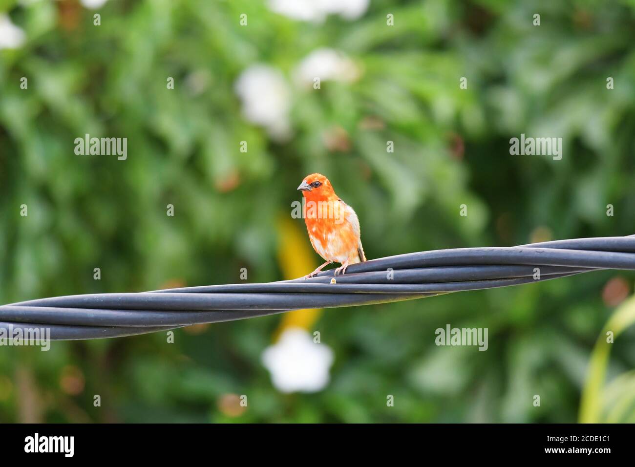 Il fody rosso, noto anche come fody malgascio , il cardinale rosso fody a Mauritius è originario del Madagascar e introdotto in varie altre isole Foto Stock
