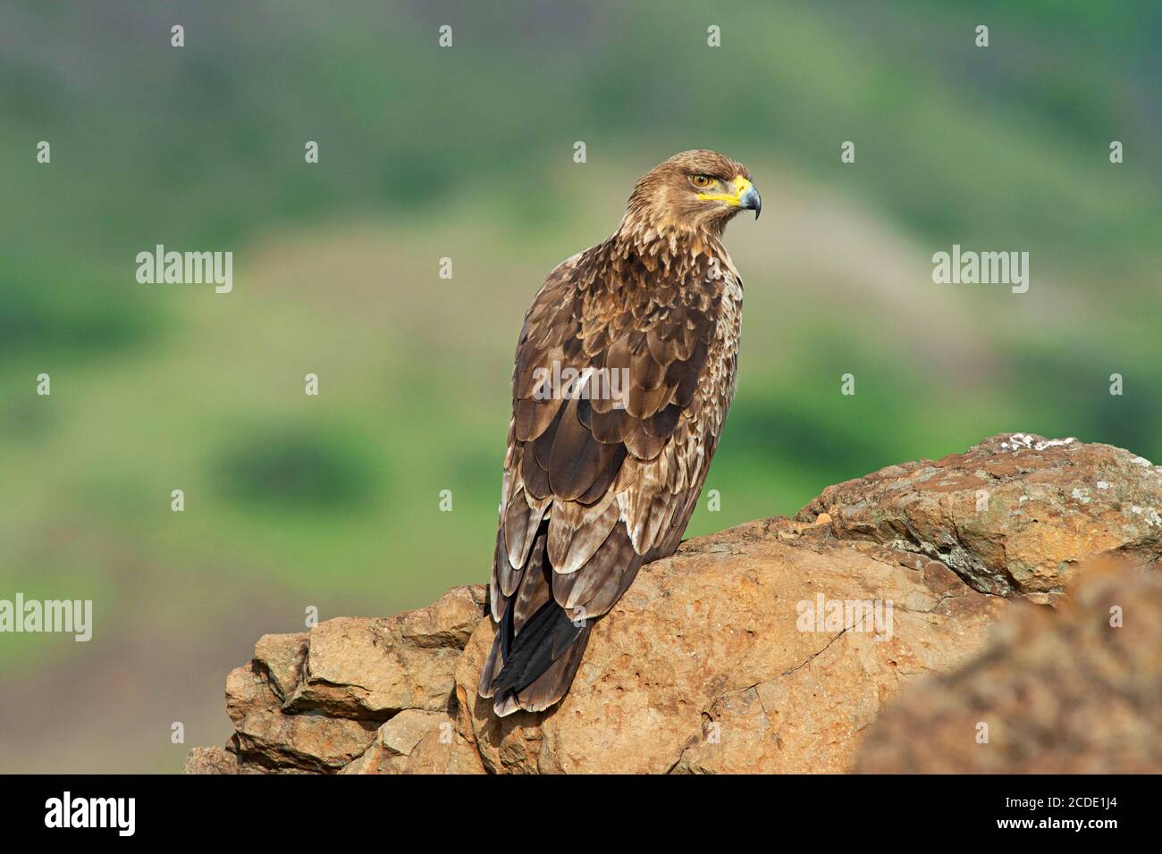 Tawny Eagle, Aquila rapax seduto su una roccia, Saswad, Maharashtra, India Foto Stock