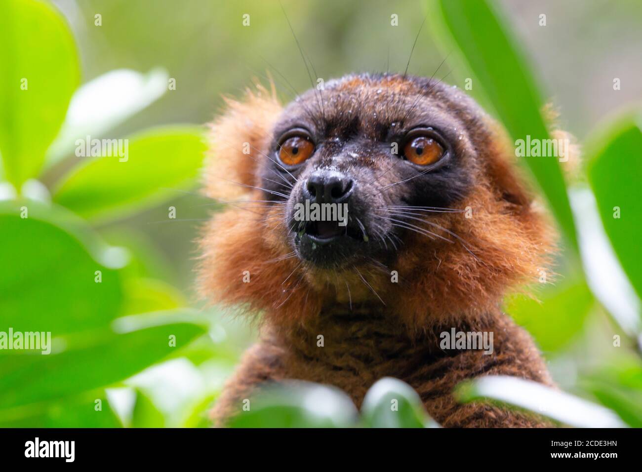 Un ritratto di un lemur vari rosso Foto Stock