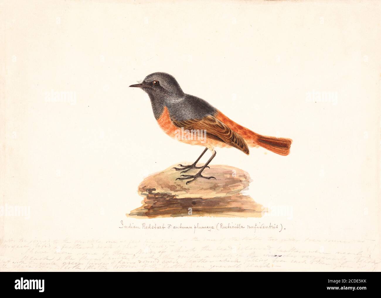 Il rossstart nero (phoenicurus ochruros) è un piccolo uccello passerino del genere phoenicurus. Come i suoi parenti, era stato precedentemente classificato come membro della famiglia dei thrush (Turdidae), ma ora è conosciuto per essere un flycatcher del Vecchio mondo (Muscicapidae). Altri nomi comuni sono il redstart di Tithy, il blackstart e la coda nera. Dipinto acquerello del XVIII secolo di Elizabeth Gwillim. Lady Elizabeth Symonds Gwillim (21 aprile 1763 – 21 dicembre 1807) è stata una . 1808 Lady Gwillim dipinse una serie di circa 200 acquerelli di Foto Stock
