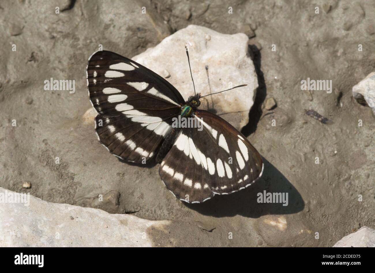 Farfalla comune aliante (Neptis sappho) in Ungheria, Europa Foto Stock