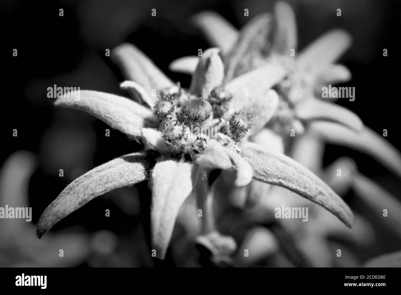 Edelweiss Flower Foto Stock