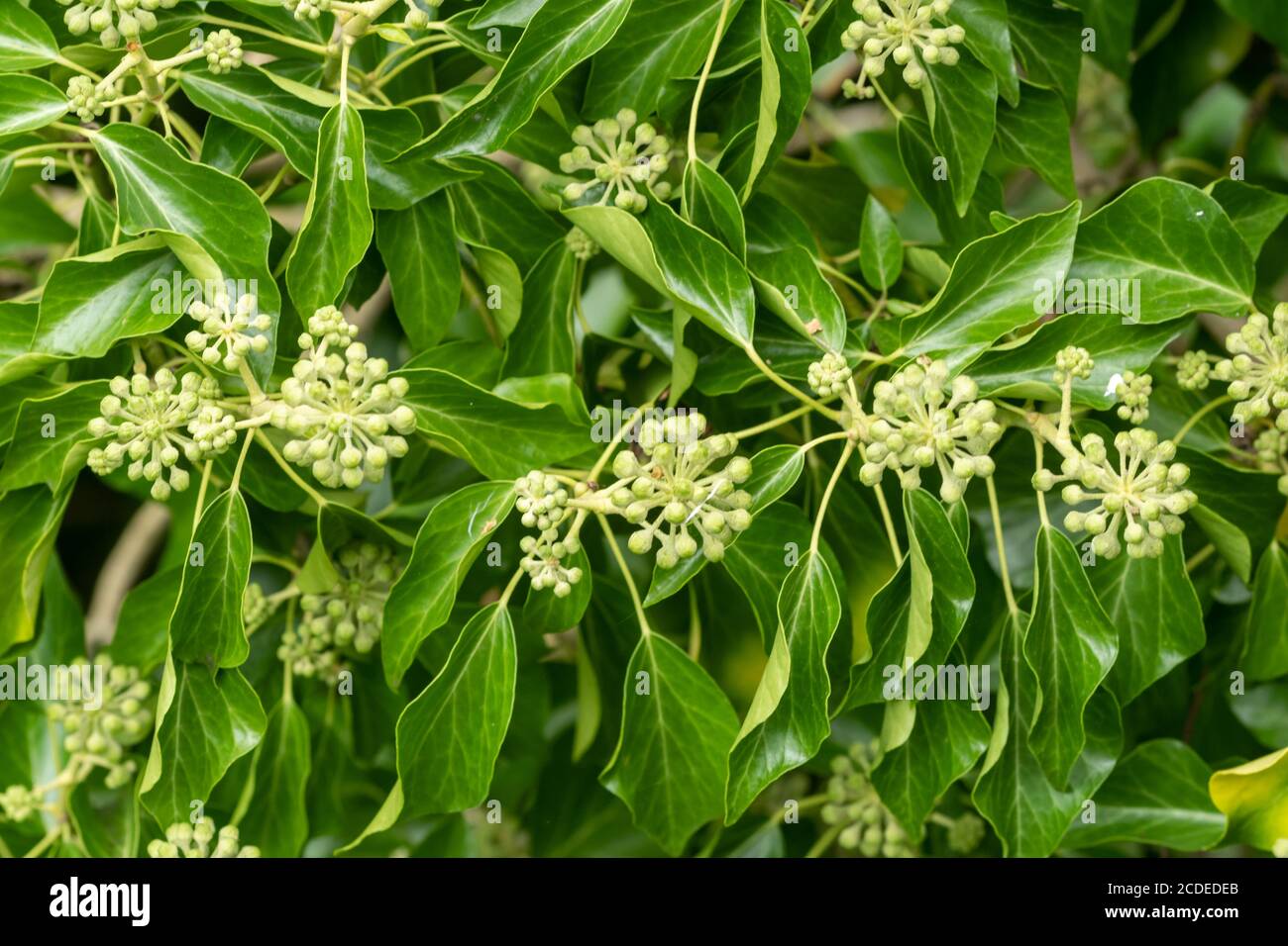 Edera selvatica matura (Hedera helix) coperto di cumoli di fiori alla fine di agosto, Regno Unito. Foto Stock