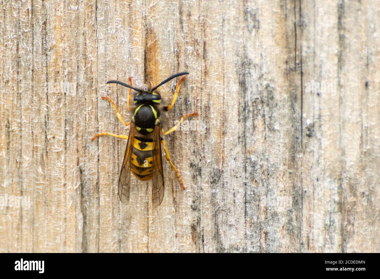 Vespa comune (Vespula vulgaris) che raccoglie polpa di legno per costruire il suo nido da un palo di recinzione di legno, Regno Unito Foto Stock