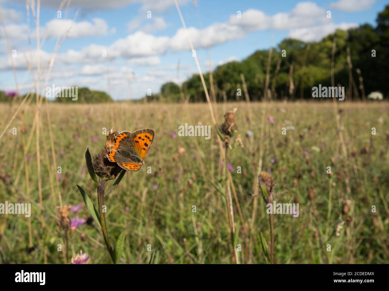 Piccola farfalla di rame (Lycaena phlaeas) che rosticca nel paesaggio di habitat di praterie di gesso a Stockbridge Down, Hampshire, Regno Unito Foto Stock