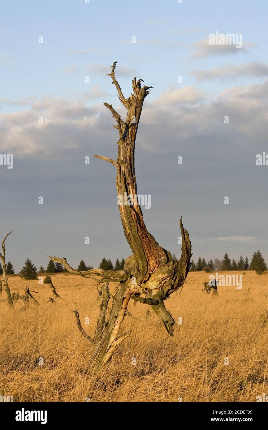 Noir Flohay, Belgien, alberi morti, parco naturale, alta-galline, belgio Foto Stock