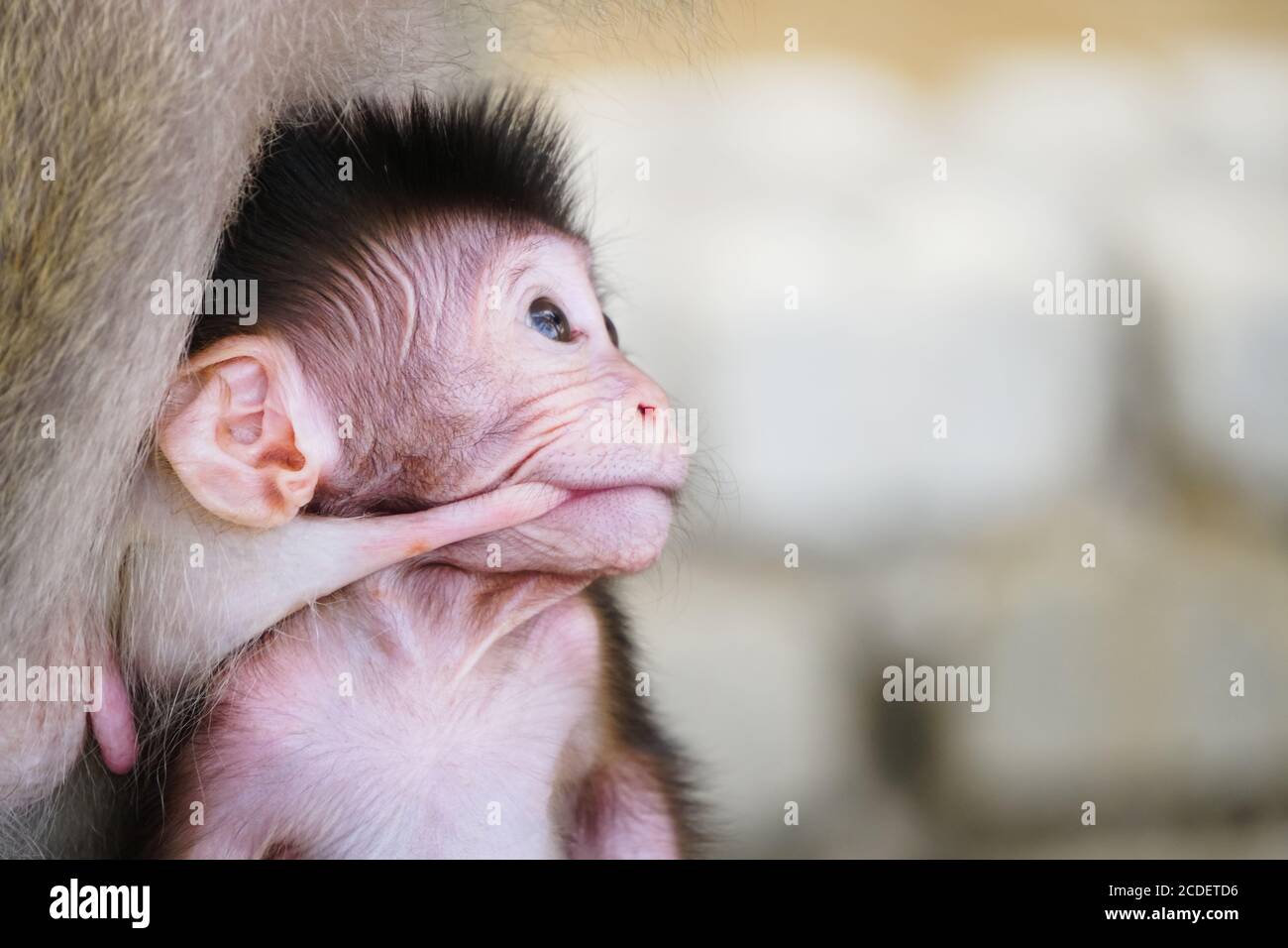 Monkey la madre e il bambino a bere il latte dal seno e riproduzione di nipplo Foto Stock